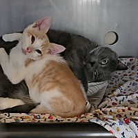 adopt a pet