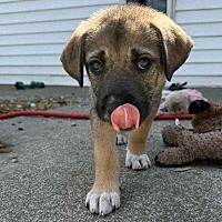 adopt a pet