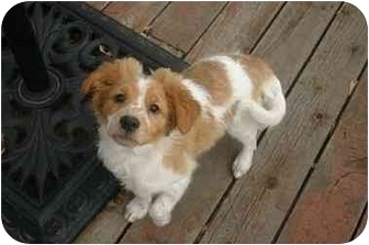 brittany jack russell mix