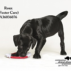 Thumbnail photo of Roux  (Foster Care) #3