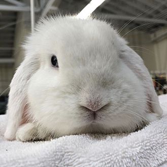 bunnies for sale petsmart