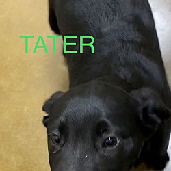 Thumbnail photo of Tater AD 03-10-21 #3