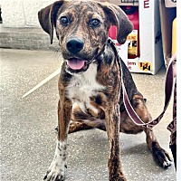 adopt a pet