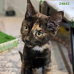 Thumbnail photo of Clover - $55 Adoption Fee Special #1