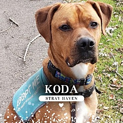 Photo of Koda