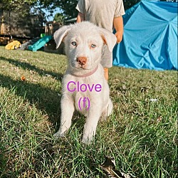 Thumbnail photo of Clove #3