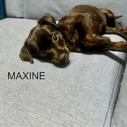 Thumbnail photo of Maxine #1