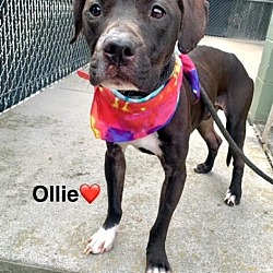 Thumbnail photo of Ollie #3