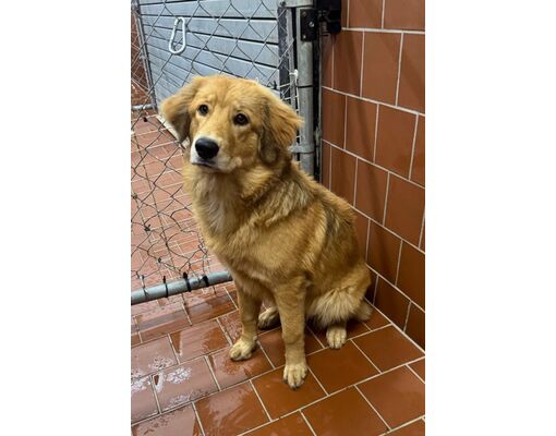 Everman, Tx - Border Collie. Meet Abby A Pet For Adoption - Adoptapet.com