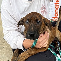 adopt a pet