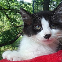 adopt a pet