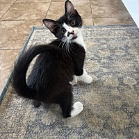adopt-pet