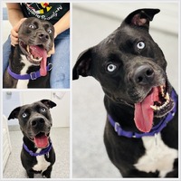 adopt a pet