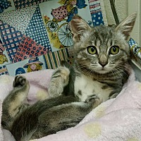adopt a pet