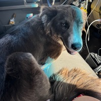 adopt-pet