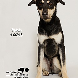 Thumbnail photo of Shiloh #3