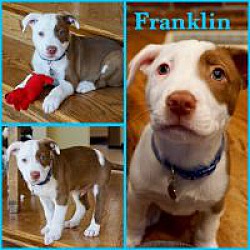 Thumbnail photo of Franklin #1