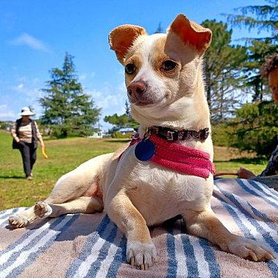 San Francisco, CA - Chihuahua/Toy Fox Terrier. Meet Madi a Pet for ...