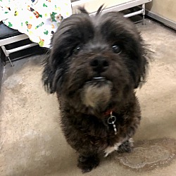 Dog for adoption - BRUNO, a Bernedoodle Mix in Fresh Meadows, NY