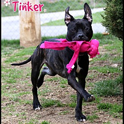 Thumbnail photo of Tinker #2