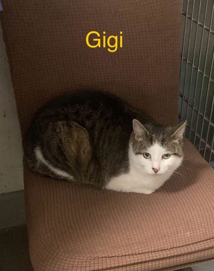 Photo of Gigi2 (Bonded with Coco2)