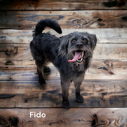 Photo of Fido