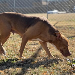 Thumbnail photo of Shelby #4