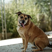 adopt a pet
