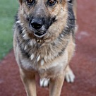 Adopt A Pet :: Violetta - Escondido, CA