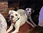 BLANKETS - American Bulldog / Pit Bull Terrier available for adoption