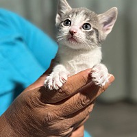 adopt a pet