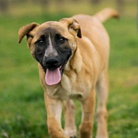 adopt a pet
