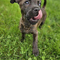 adopt a pet