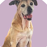 adopt a pet