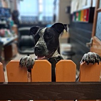 adopt a pet