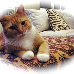 Thumbnail photo of Meow #1
