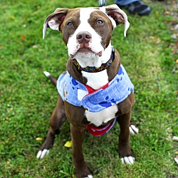 Thumbnail photo of Jesse-Adopted! #2