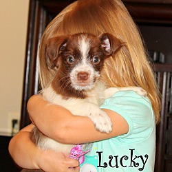 Thumbnail photo of Lucky~adopted! #1