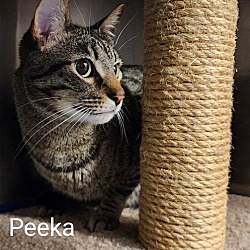 Thumbnail photo of Peeka & Boo (bonded pair) #3