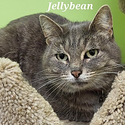 Photo of Jellybean