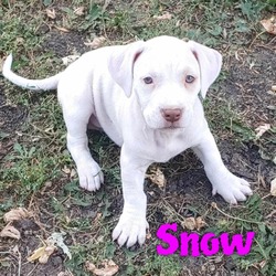 Thumbnail photo of Snow #2