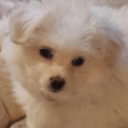 Thumbnail photo of Luna the  Teddy Pom #1