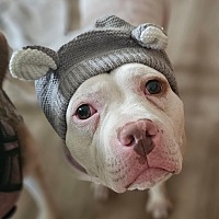 adopt a pet