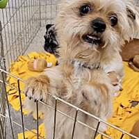 adopt a pet