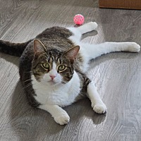 adopt a pet