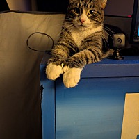 adopt a pet