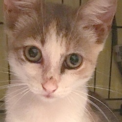 Thumbnail photo of Dilute Calico Kitten #3