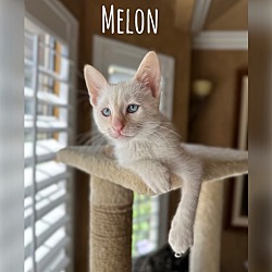 Thumbnail photo of Melon #1