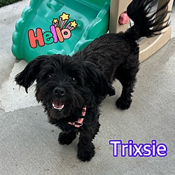 Photo of Trixsie
