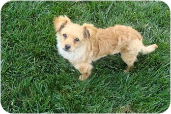 curly hair chihuahua